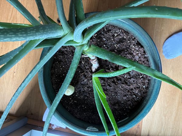 aloe b 1.jpg